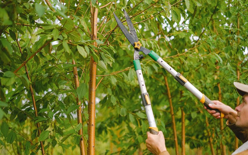 Tree trimming in Reidsville, NC